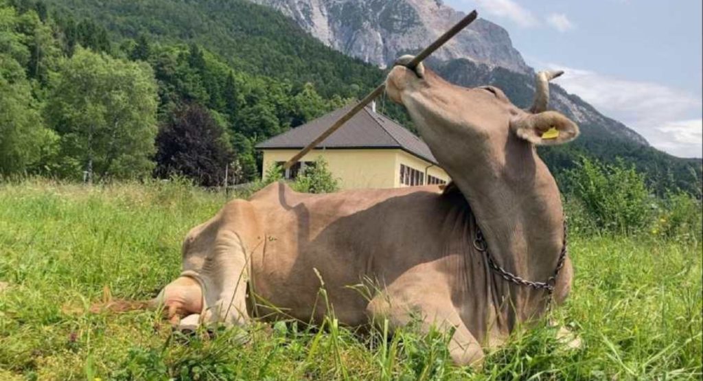 Veronika, la mucca armata di attrezzi