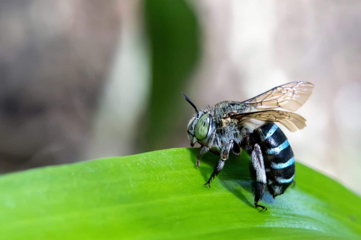 Ape fasciata in blu su foglie verdi nella foresta durante la stagione delle piogge. Sfondo verde natura.