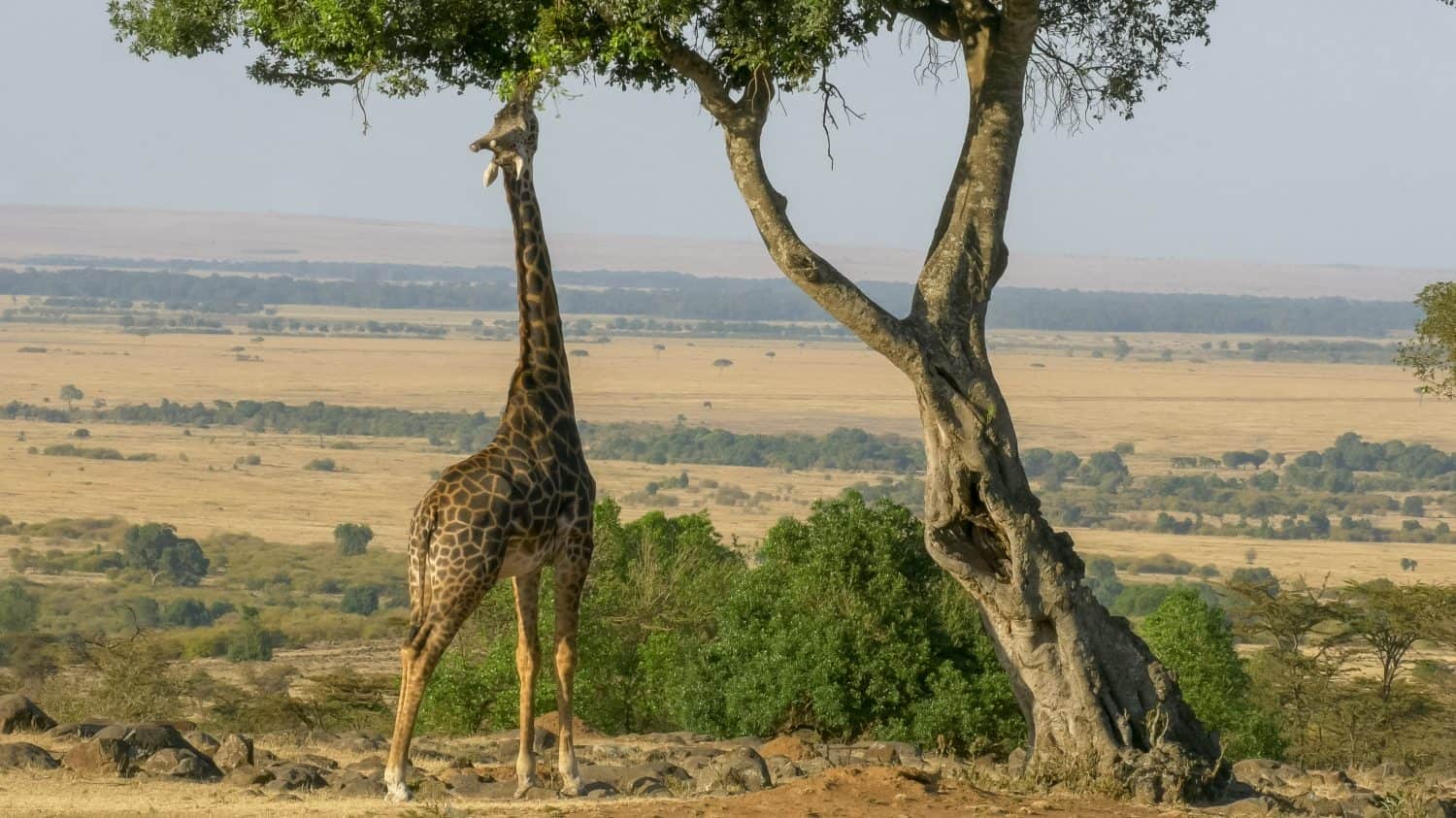 inquadratura grandangolare di una giraffa che si allunga per mangiare le foglie nel masai mara