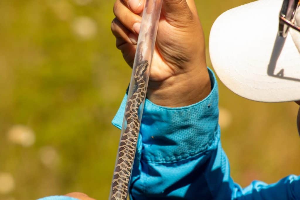 serpente maculato rivolto verso l'alto in un tubo trasparente tenuto da qualcuno che indossa una maglietta color acqua a maniche lunghe