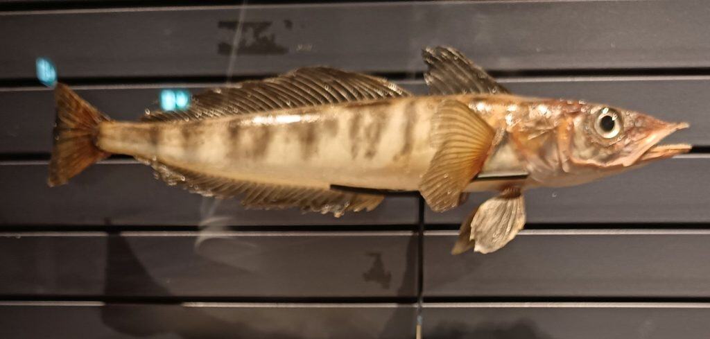 Pesce del ghiaccio sgombro (Champsocephalus gunnari)