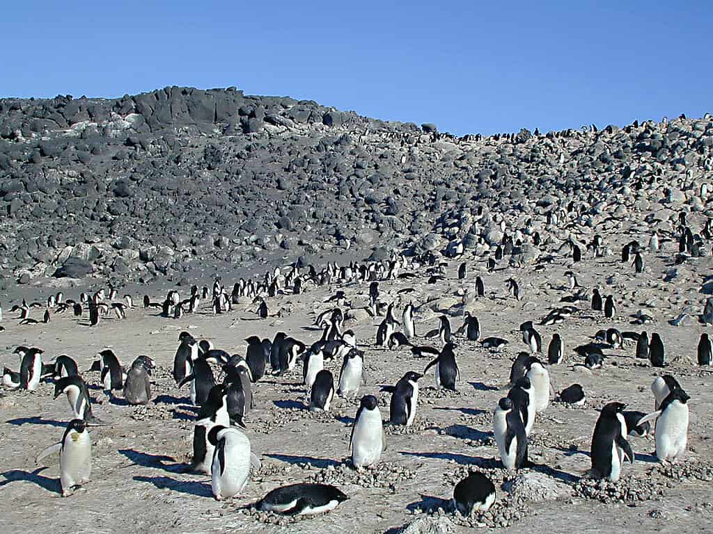 La colonia di Adelie Penguin a Cape Royds sull'isola di Ross, in Antartide