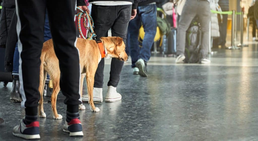 Viaggiare con il concetto di animali. Cane in fila all'aeroporto