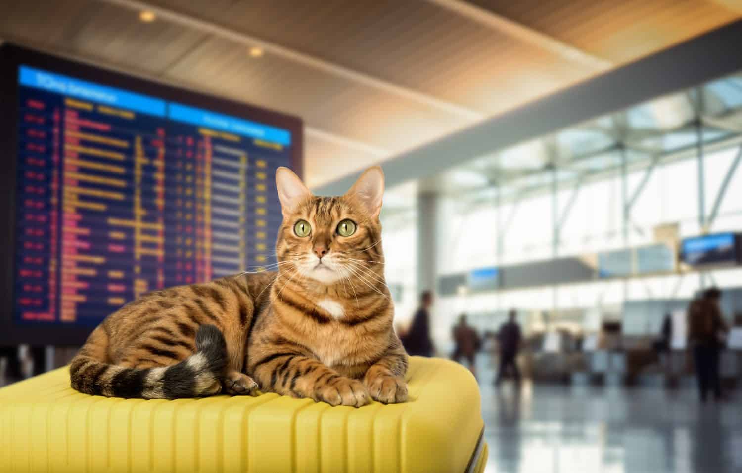 Un gatto del Bengala giace su una valigia gialla all'aeroporto. Viaggiare con un animale domestico. Copia spazio.