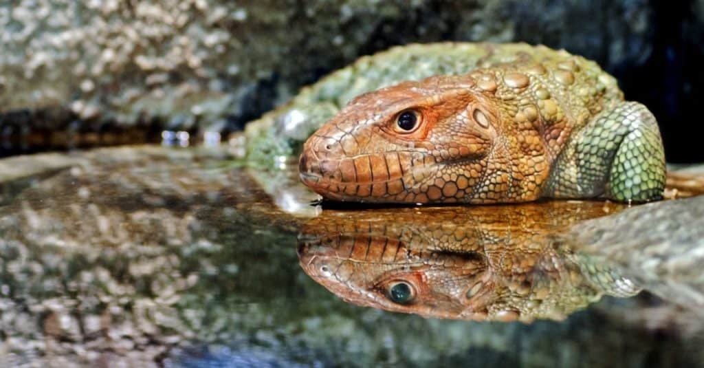 Lucertola Caimano sdraiata sul bordo dell'acqua.