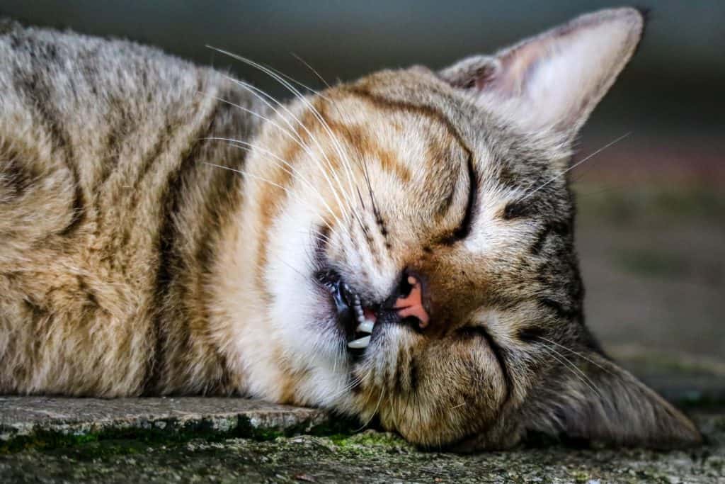 un gatto che dorme a causa della stanchezza.