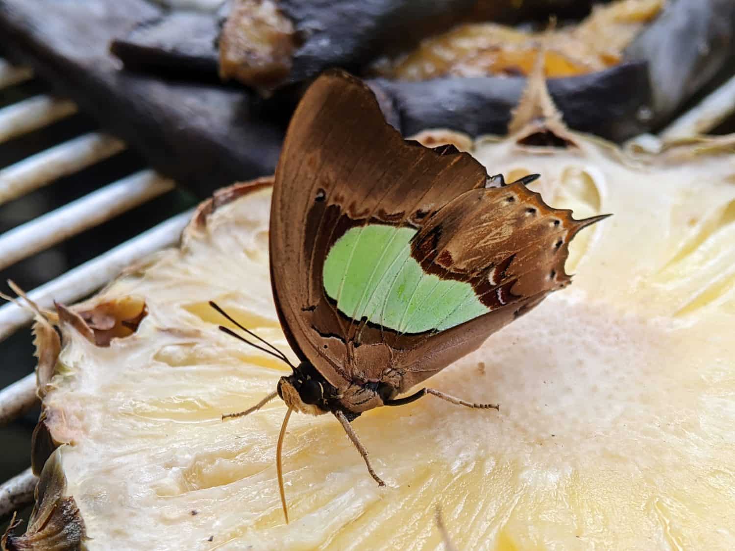 Messa a fuoco selettiva di Polyura athamas, il nawab comune, una specie di farfalla a baldacchino a volo veloce