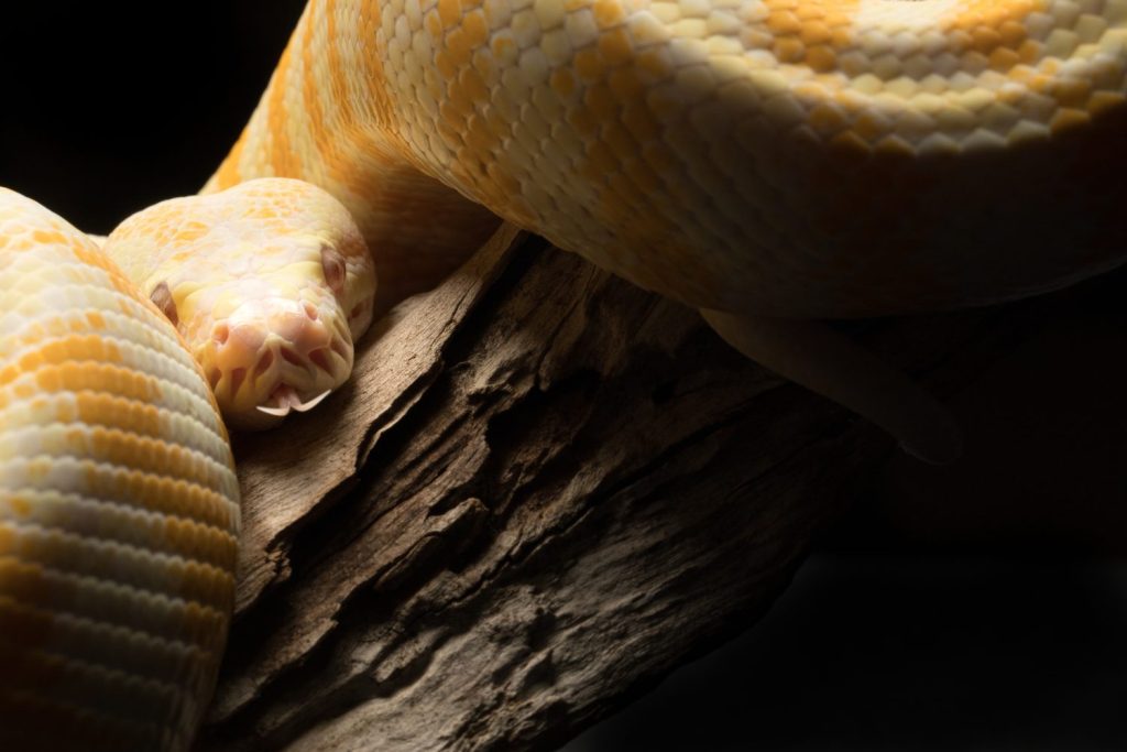 Albino Darwin Pitone tappeto Serpente giallo e bianco su sfondo nero e ramo di un albero di tronchi di legno