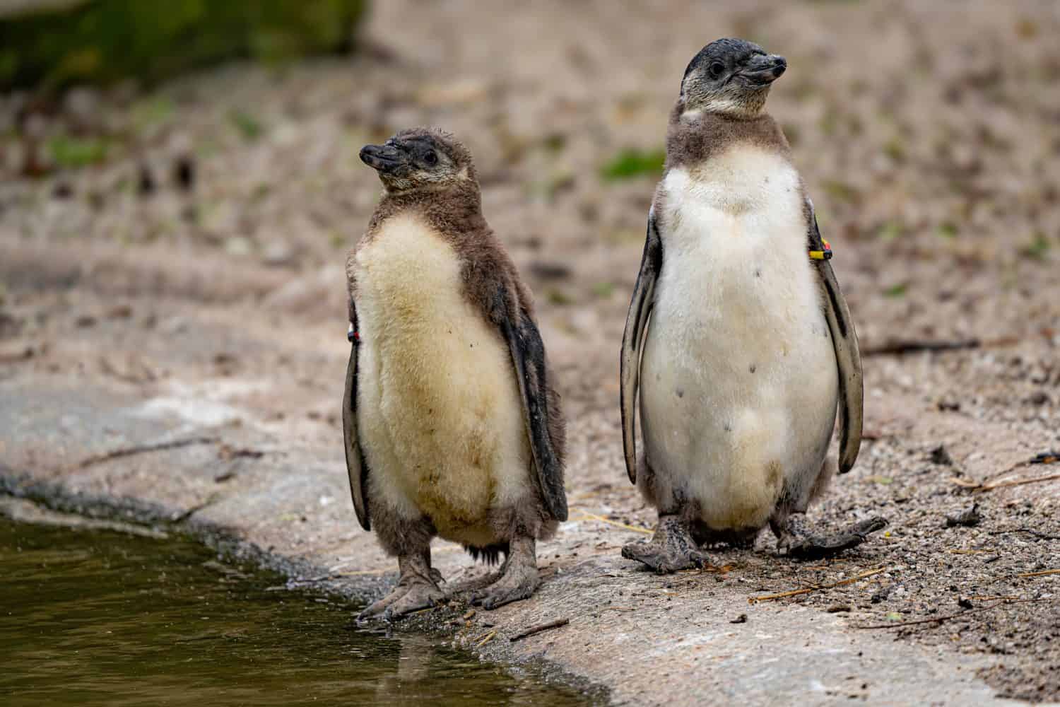 Adorabili pulcini di pinguino humboldt allo zoo di Eindhoven, il 
