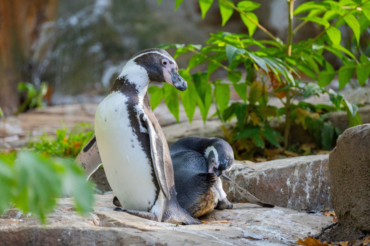 Pinguino di Humboldt, colonia Spheniscus humboldti. Una coppia di simpatici pinguini bianchi e neri.