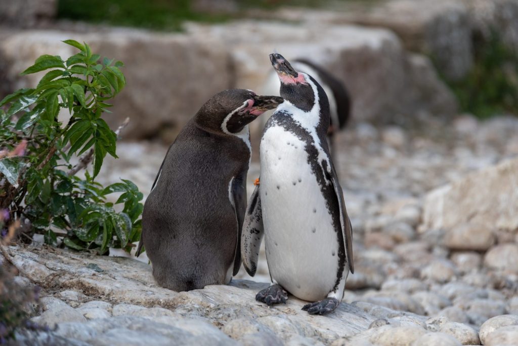 Coppia di pinguini di Humboldt che diventano amichevoli.