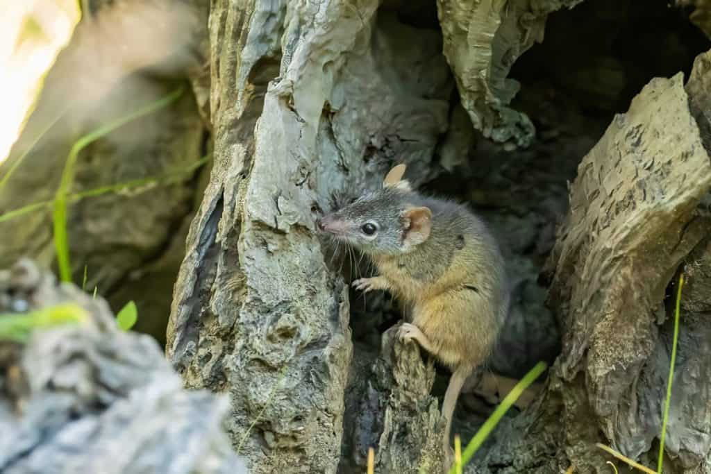L'Antechinus dai piedi gialli (Antechinus flavipes) è un marsupiale simile al toporagno che si trova in Australia. Di colore grigio con una tonalità più arrugginita verso il ventre, ha un anello per gli occhi bianchi e una coda con la punta nera.