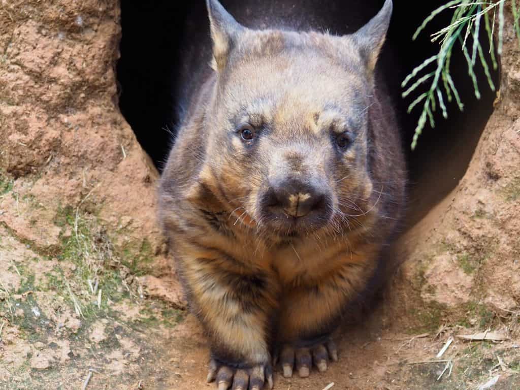Accattivante e robusto Wombat dal naso peloso del sud che emerge dalla sua tana.