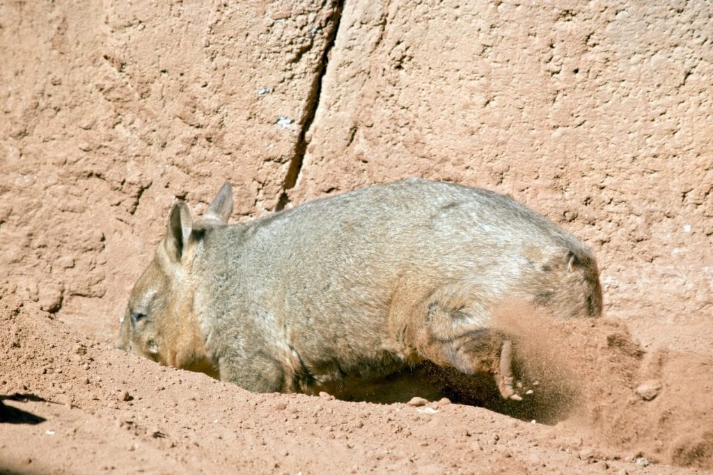 il vombato sta scavando una buca in cui riposarsi