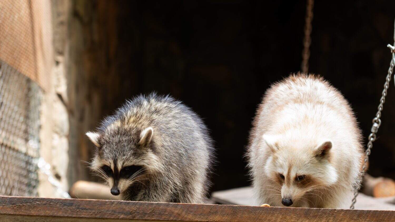 Due procioni con diversi colori di pelliccia che mangiano su una piattaforma di legno, fotografia ravvicinata di animali selvatici.