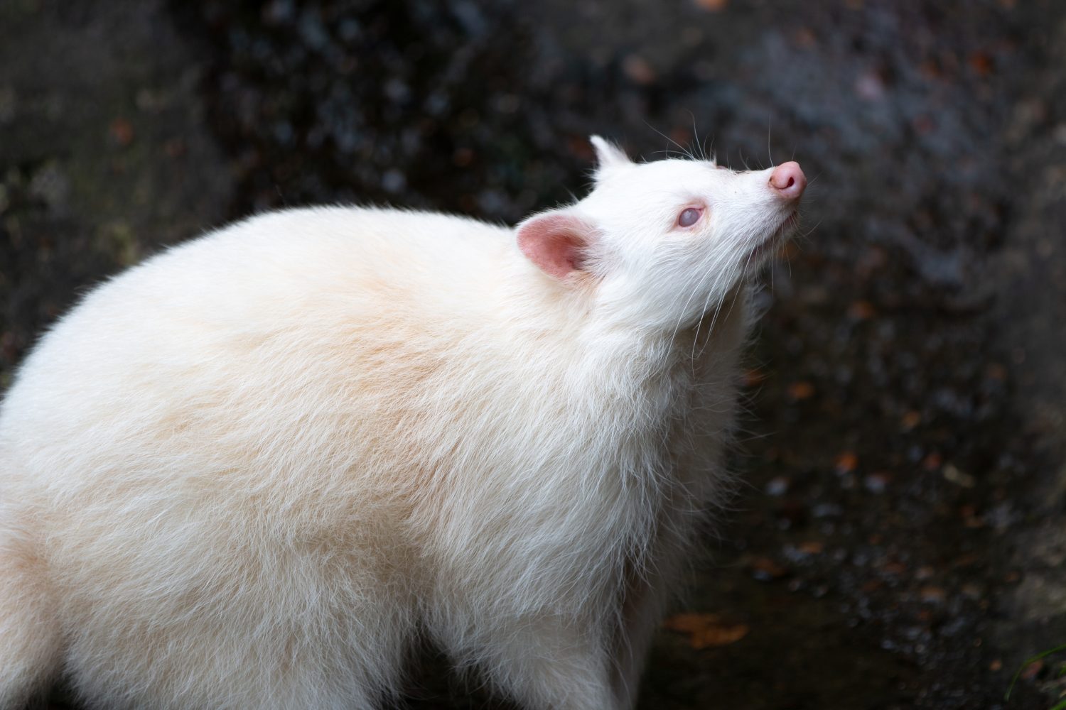 Procione albino nordamericano (in tedesco procione) Procyon lotor