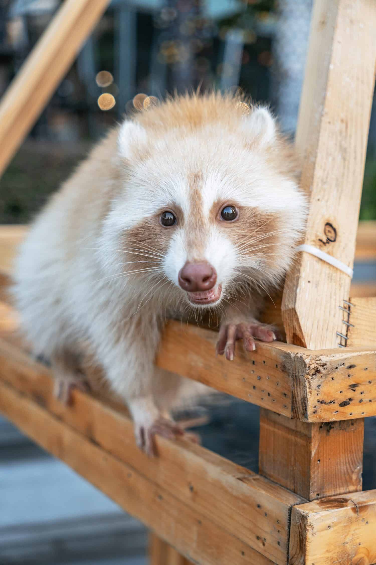 Un adorabile procione di colore chiaro con macchie bruno-rossastre si siede su una struttura in legno e guarda direttamente la telecamera.