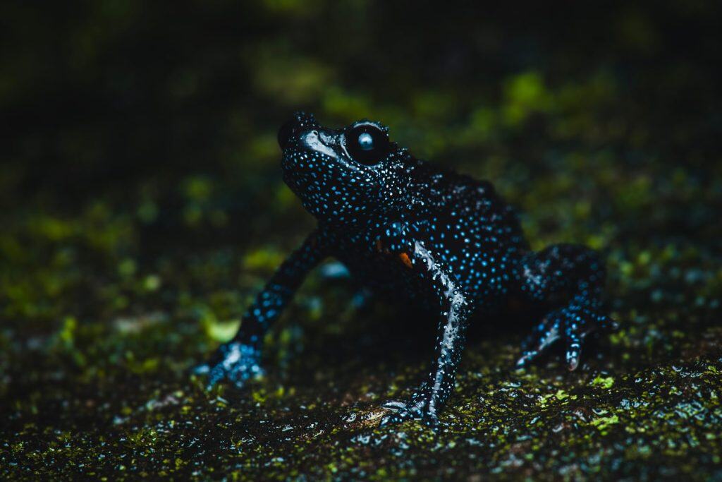 Galaxy Frog, una specie endemica dei Ghati occidentali meridionali dell'India