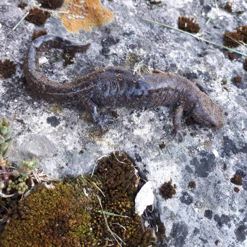 salamandra dall'aspetto grigio con macchioline gialle rivolte a destra sulla superficie ghiacciata