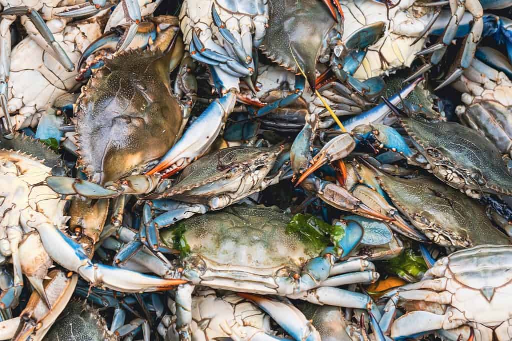 Granchi blu in vendita al mercato del pesce. Callinectes sapidus o granchio blu dell'Atlantico o granchio blu di Chesapeake.