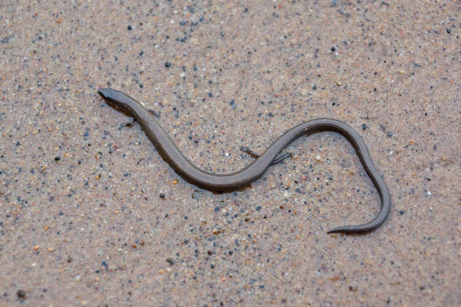 Lygosoma quadrupes (scinco flessibile dagli arti corti o scinco contorto di Linneo)                             