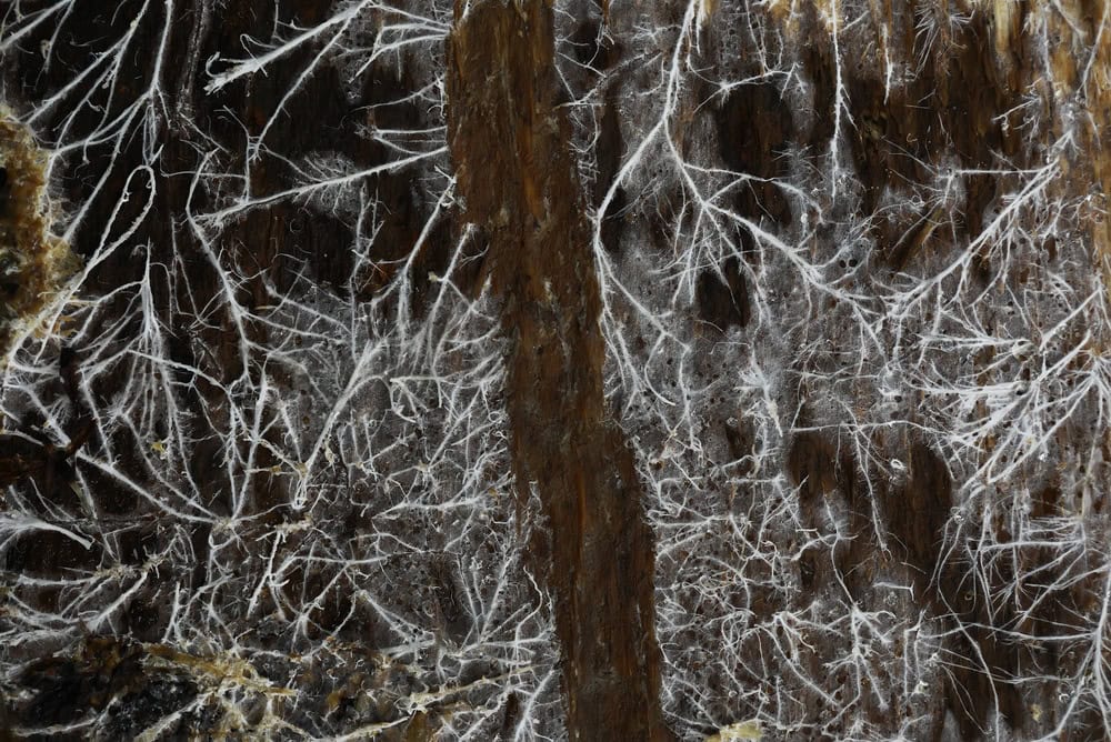 Vista ravvicinata della crescita della rete di micelio sulla corteccia degli alberi nell'habitat naturale della foresta