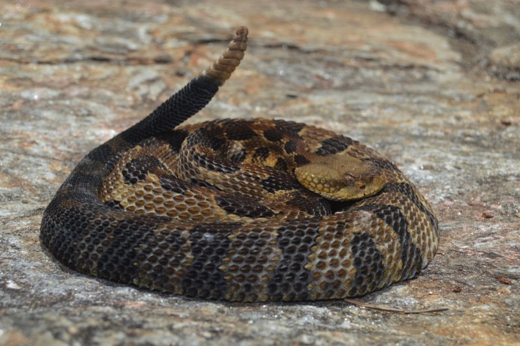 Serpente a sonagli di legno