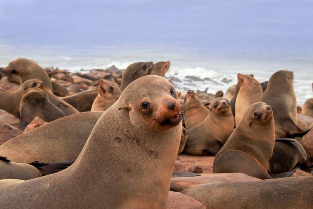 Animali selvatici. Le foche del porto riposano nella colonia di foche di Cape Cross in Namibia, Africa.