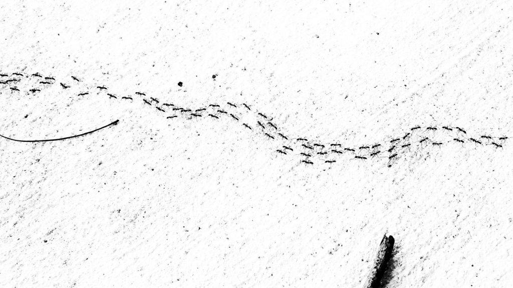 Formiche operaie che marciano nella direzione: sagoma.