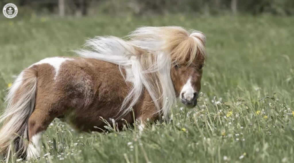 Il cavallo più piccolo di Pumuckel