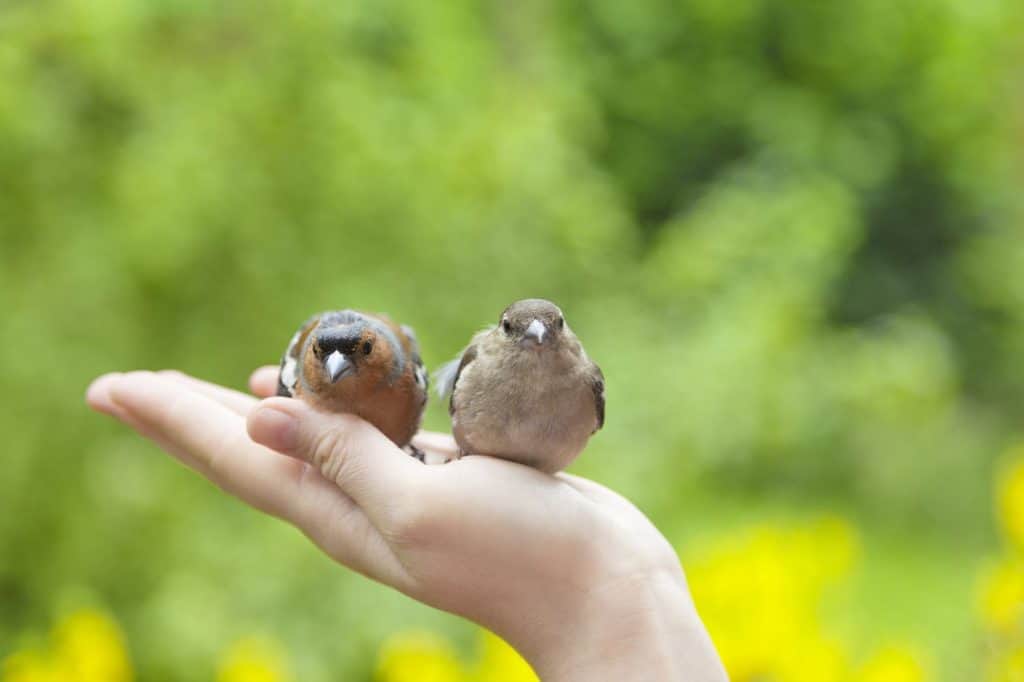 due uccelli feriti sulla mano degli esseri umani nel giardino.