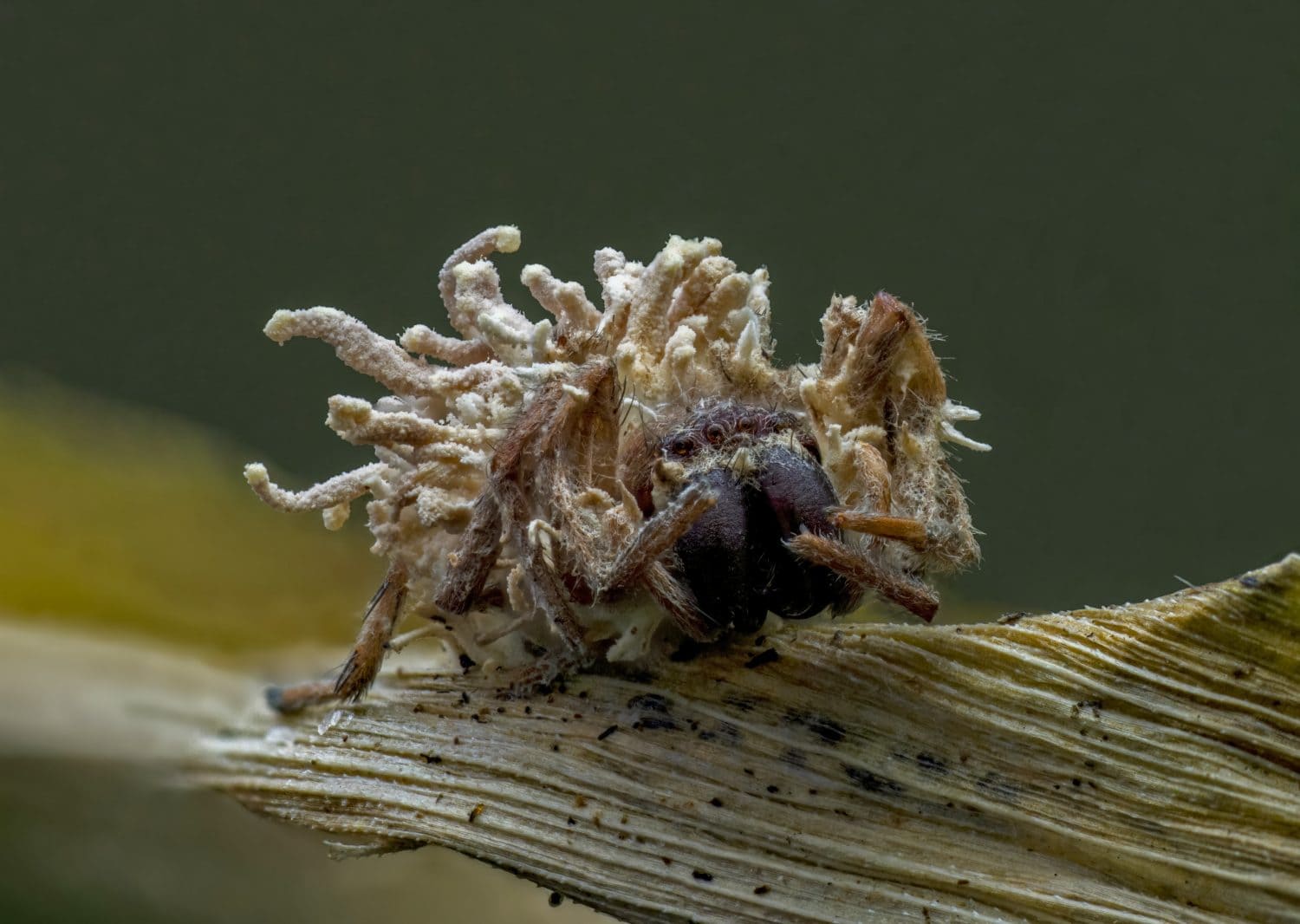 Ragno infetto dal fungo Torrubiella sp