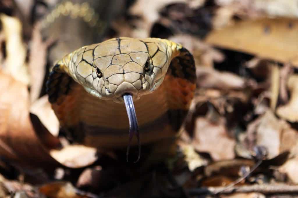 COBRA REALE: Nome scientifico 'Ophiophagns'. Il più grande serpente velenoso del mondo. Questo serpente ha le caratteristiche di essere l'unico serpente velenoso che depone le uova nei nidi.