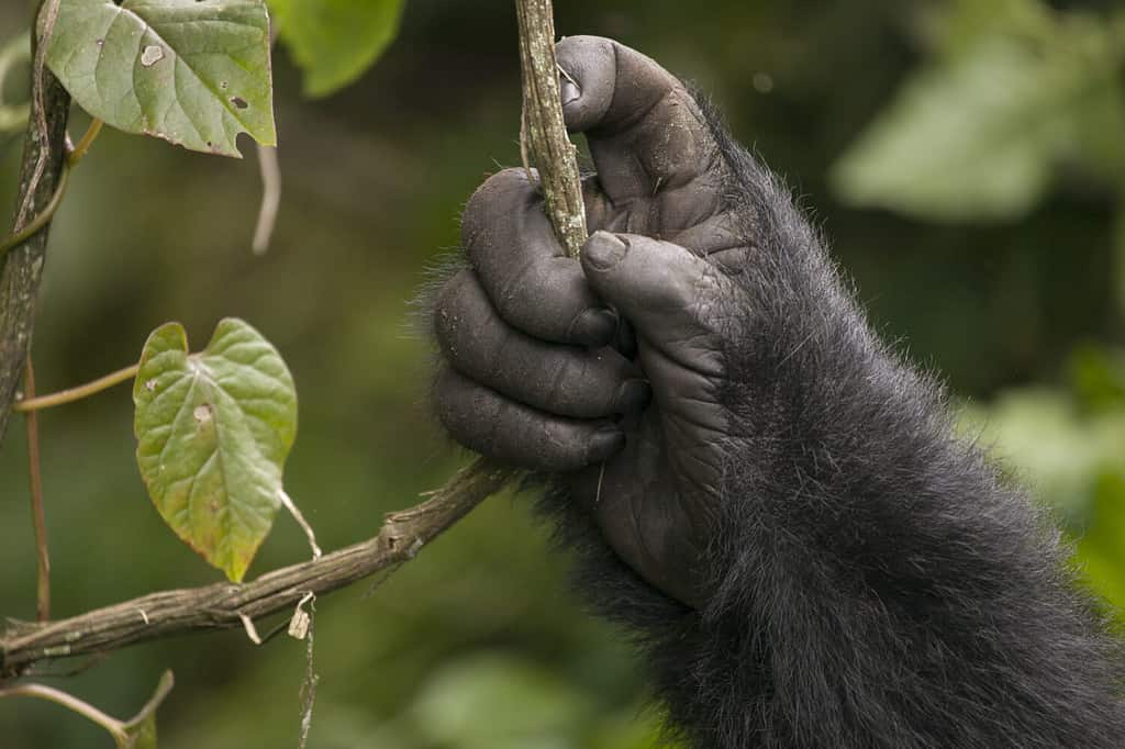 La mano di un gorilla di montagna nelle giungle del Ruanda, in Africa, che tiene una vite