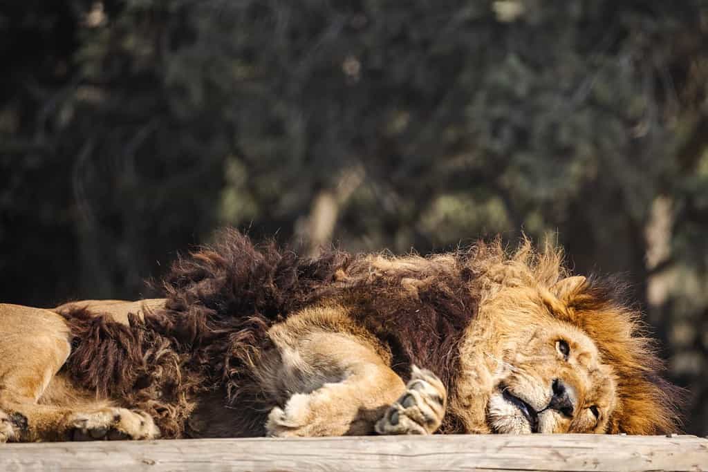 Leone africano maschio che prende il sole sugli alberi