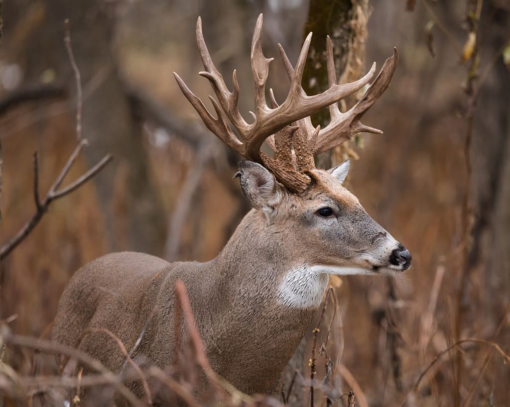 Ritratto di un grande maschio dalla coda bianca con un insieme irregolare di corna.