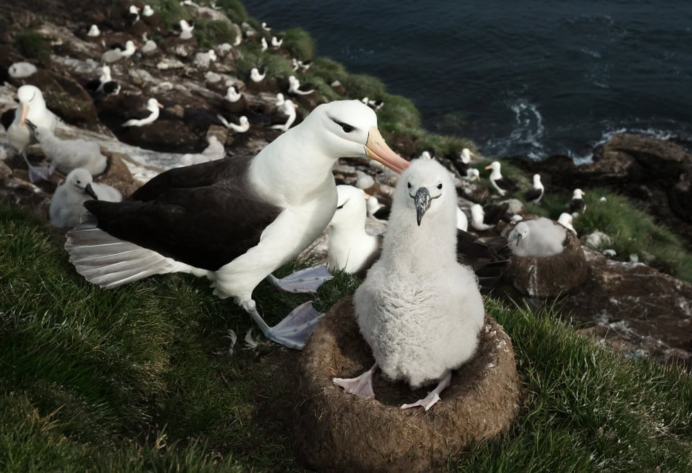 Primo piano di un albatro dai sopraccigli neri con un pulcino seduto nel nido, isole Falkland.