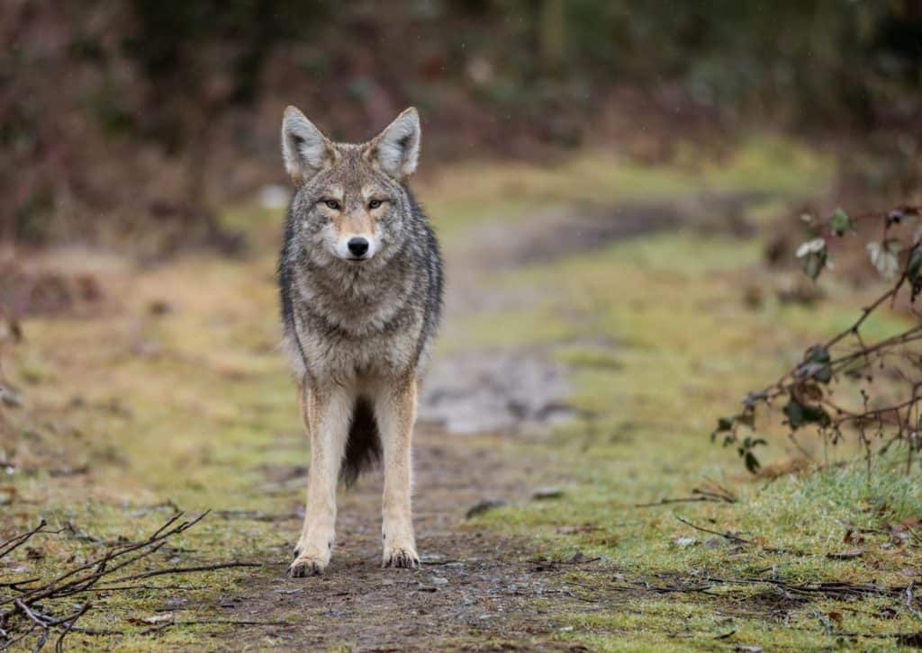 Coyote in Canada