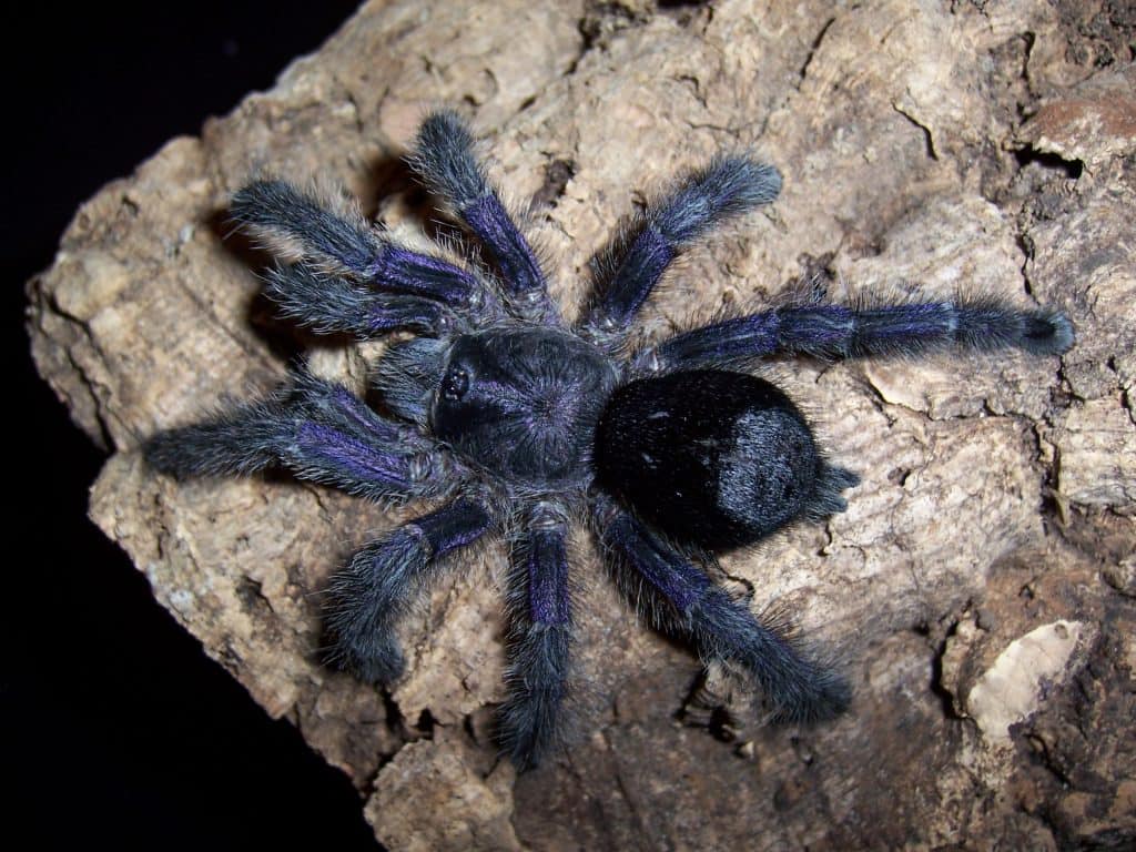 Avicularia tarantola