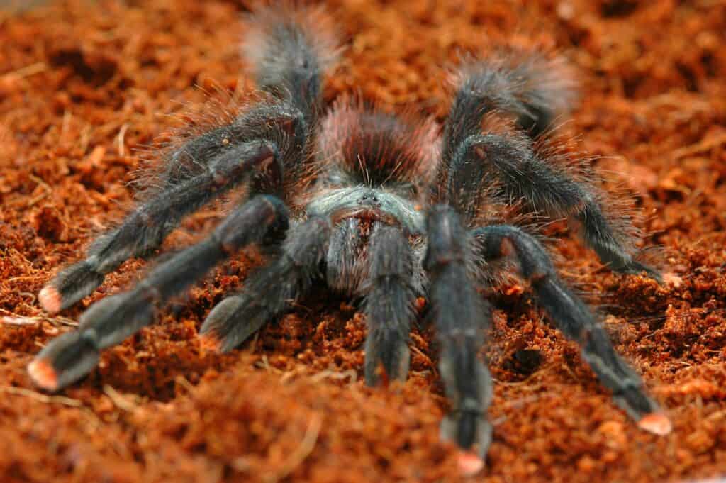 Tarantola dal dito rosa (Avicularia avicularia)