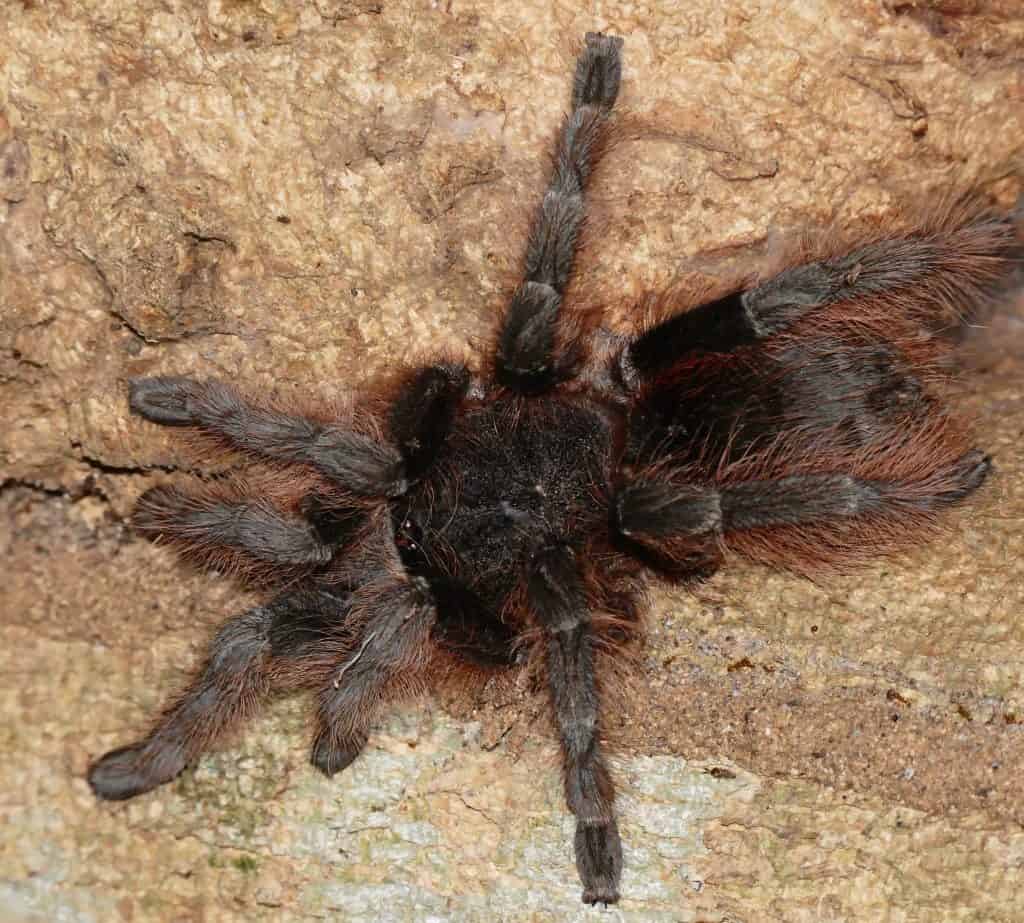 Tarantina Acanthoscurria chacoana