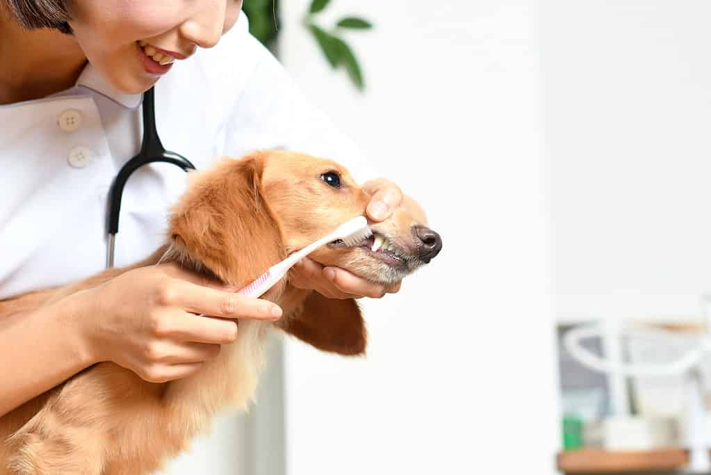 Immagine di un veterinario che lava i denti di un cane (bassotto) con uno spazzolino da denti