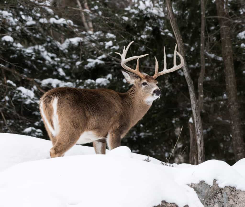 Cervo dalla coda bianca Buck in inverno