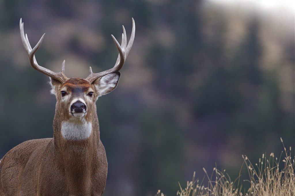 Trofeo Whitetail Buck Deer Stag, ritratto, prateria palouse con foresta sempreverde sullo sfondo, stagione di caccia al cervo del Montana; coda bianca, coda bianca, coda bianca, coda bianca, coda bianca