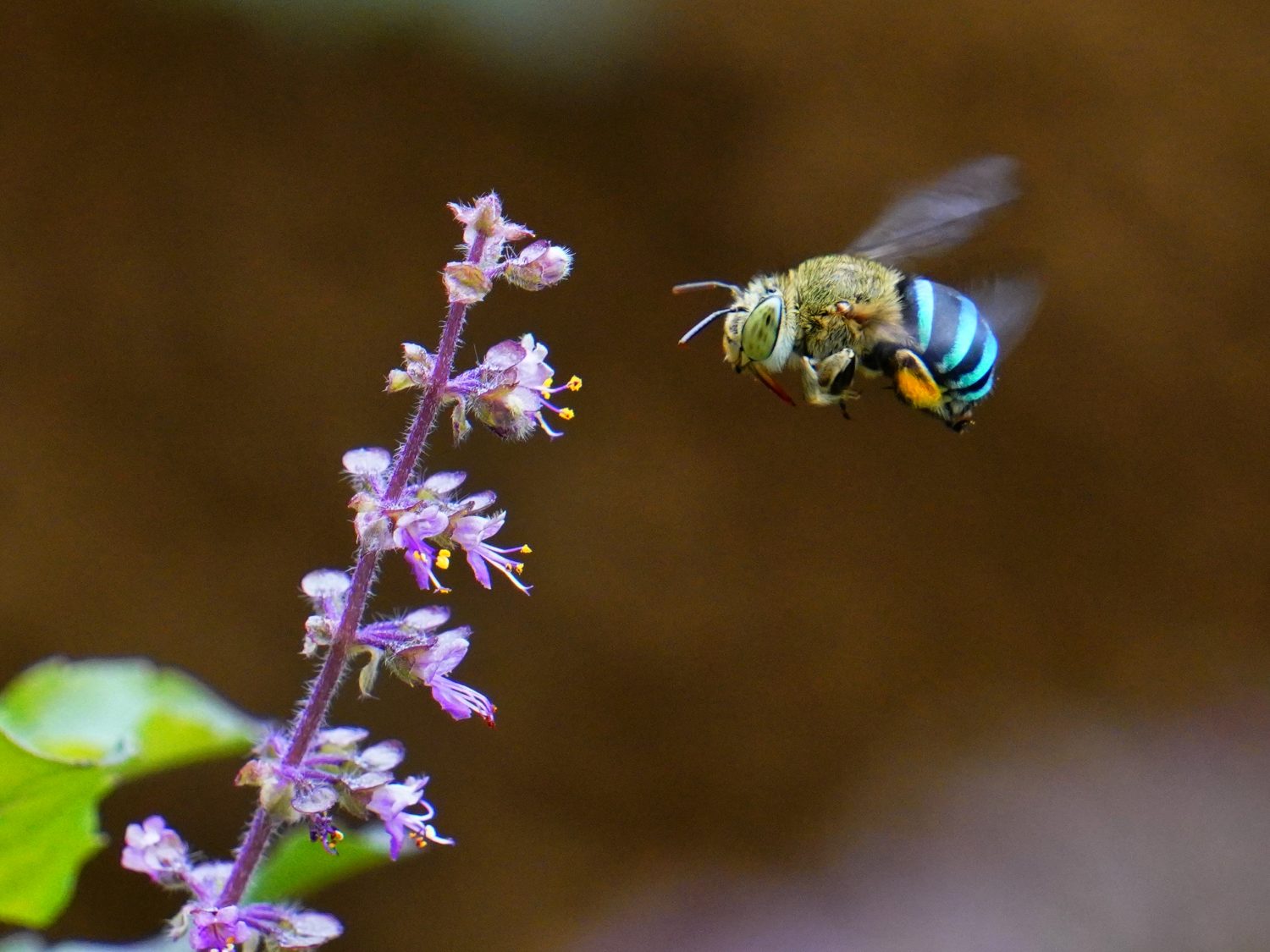 Ape dalla fascia blu (Amegilla cingulata) in volo - in viaggio per raccogliere il nettare e il polline dai fiori del basilico sacro (Ocimum sanctum). Entomofilia: impollinazione da parte degli insetti.