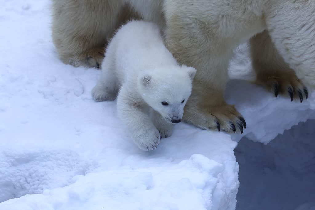 Cucciolo di orso polare sullo sfondo della neve durante la giornata invernale allo zoo di Hogle