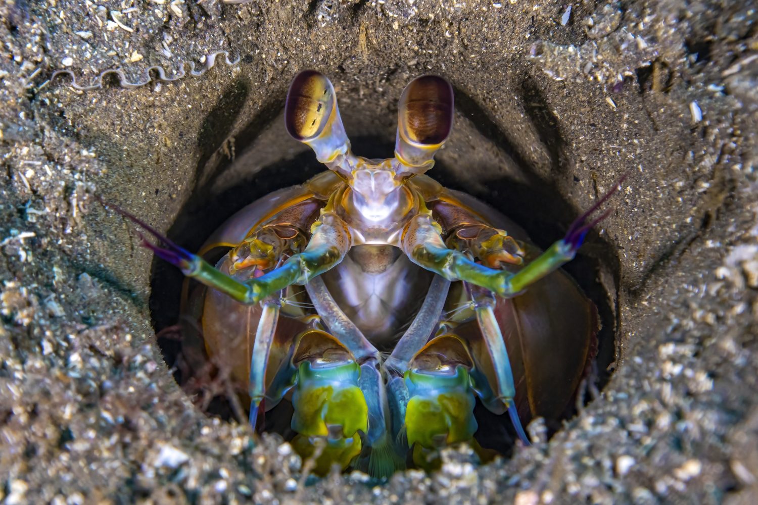 Odontodactylus scyllarus. Primo piano di un crostaceo stomatopod (gamberetti di mantide)