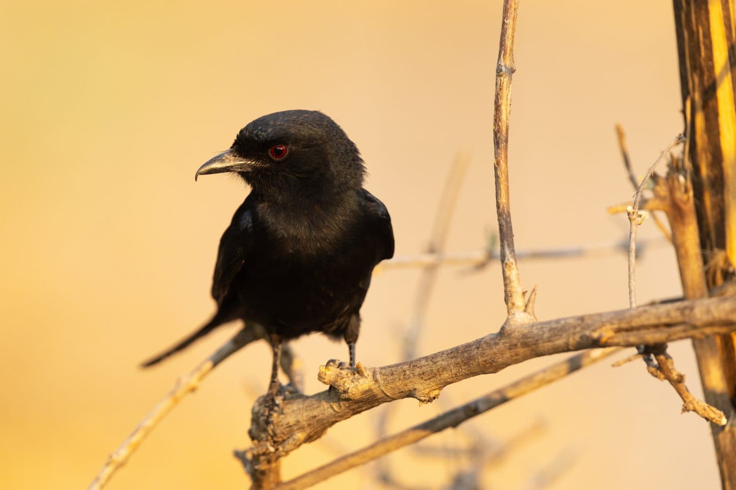 Primo piano di un drongo dalla coda a forcella appollaiato durante un'ora d'oro a Savuti, Parco Nazionale Chobe in Botswana