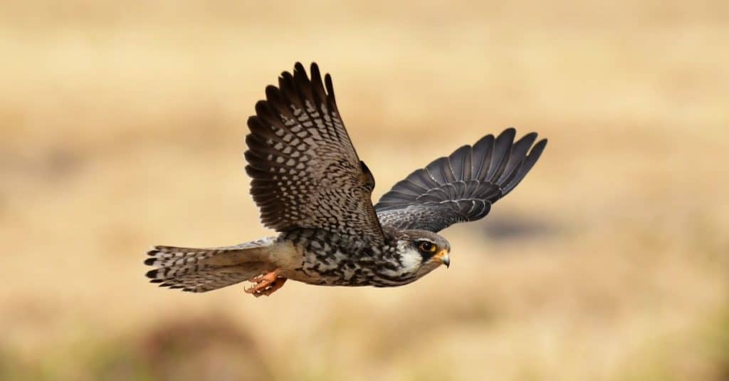 Falco dell'Amur. Questa femmina di falco si riproduce in Siberia e Cina e sverna in paesi tropicali come la Tailandia