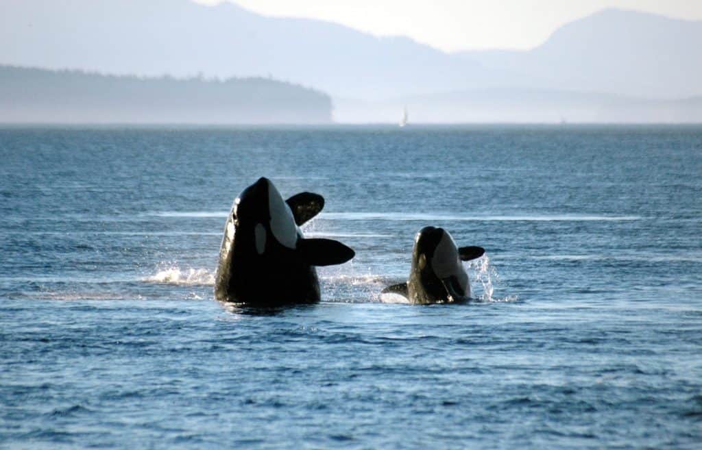 Una madre e un cucciolo di orca si dividono in sincronia.